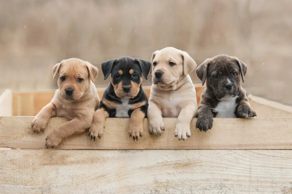 Get Your Puppy Off to a Good Start: Tips for Successful Puppy Housebreaking and Behavioral Training